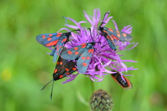 Zygaena