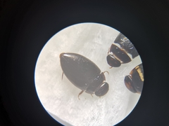 Platynectes
