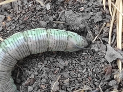 Sphinx pinastri