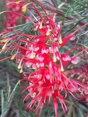 Grevillea