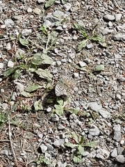 Argynnis paphia