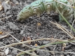 Sphinx pinastri