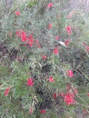 Grevillea