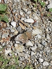 Argynnis paphia