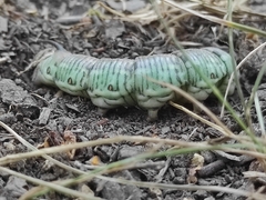 Sphinx pinastri