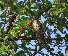Turdus viscivorus