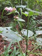 Phlomoides umbrosa