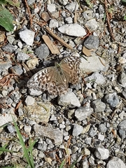 Argynnis paphia