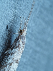 Triplectidinae