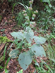Phlomoides umbrosa