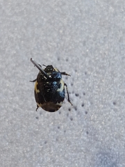 Tritomegas bicolor