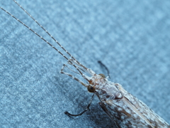 Triplectidinae