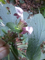 Phlomoides umbrosa