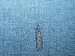 Triplectidinae