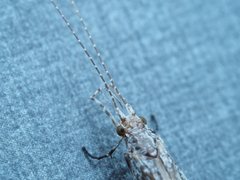 Triplectidinae
