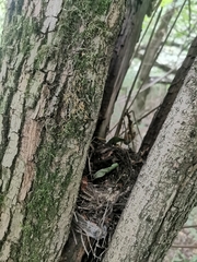 Turdus merula