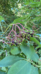 Sambucus nigra