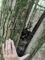 Turdus merula