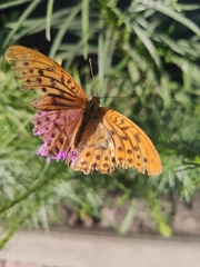 Argynnis paphia