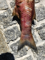 Mugilidae