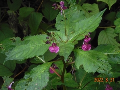 Impatiens textorii