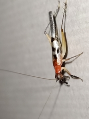 Homoeoxipha lycoides