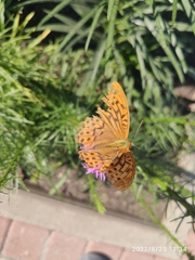 Argynnis paphia