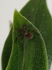 Mictis longicornis