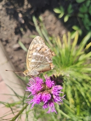 Argynnis paphia
