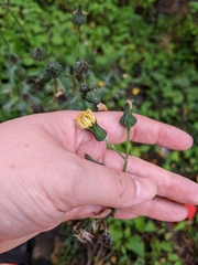Sonchus arvensis