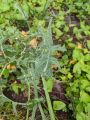 Sonchus arvensis
