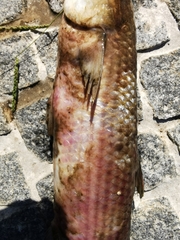 Mugilidae