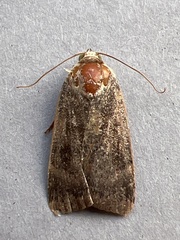 Noctua janthe