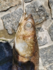 Mugilidae