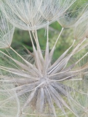 Tragopogon pratensis