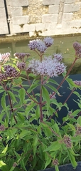 Eupatorium cannabinum
