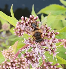 Eristalis tenax