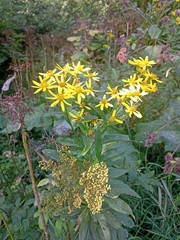 Senecio sarracenicus