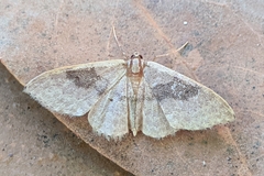 Idaea degeneraria