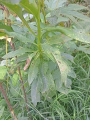 Senecio sarracenicus