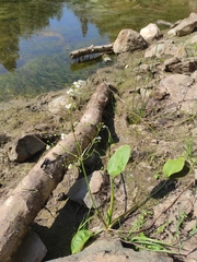 Alisma plantago-aquatica