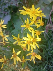 Senecio sarracenicus