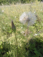 Tragopogon pratensis