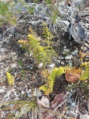 Pedicularis rubens