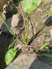 Alisma plantago-aquatica