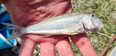 Mullus barbatus