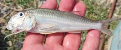 Mullus barbatus
