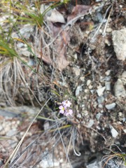 Dontostemon integrifolius