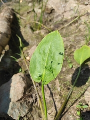 Alisma plantago-aquatica