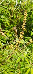 Vitex agnus-castus